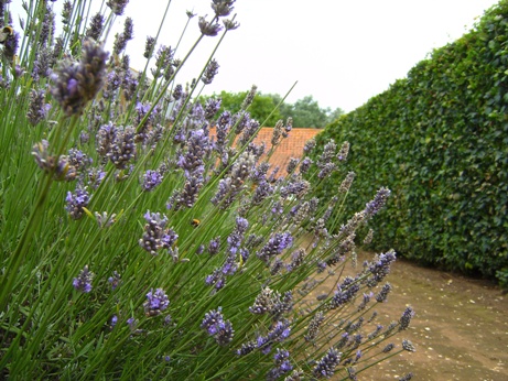 lavender-1