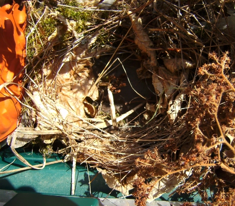 nest-k
