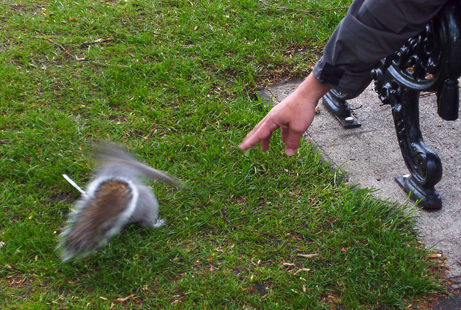 squirrel-speedy